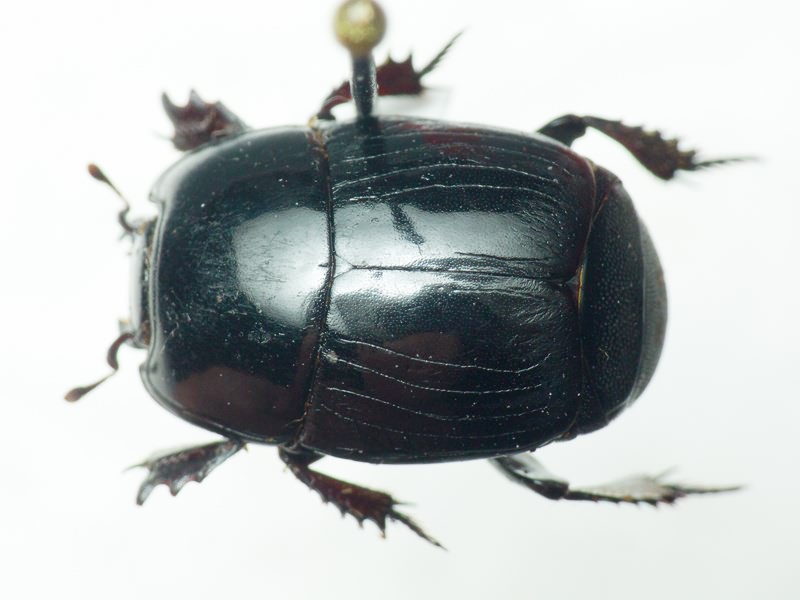 Histeridae Gyllenhal, 1808